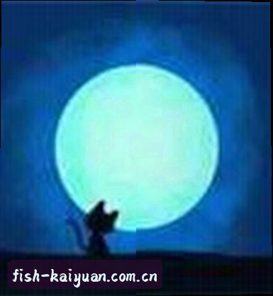 阿豪